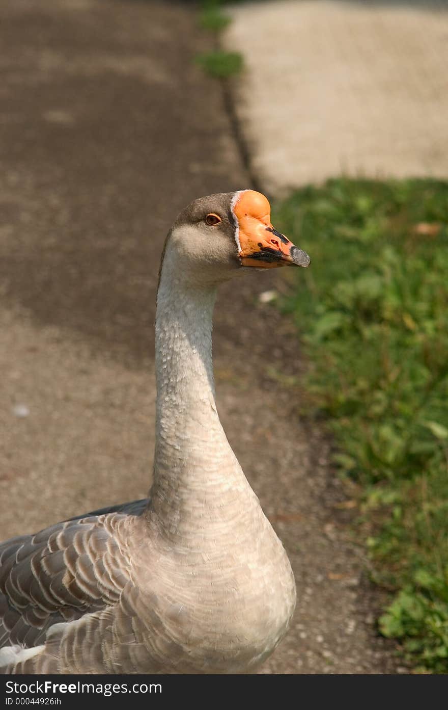 A male domestic goose comes close looking for a handout. A male domestic goose comes close looking for a handout