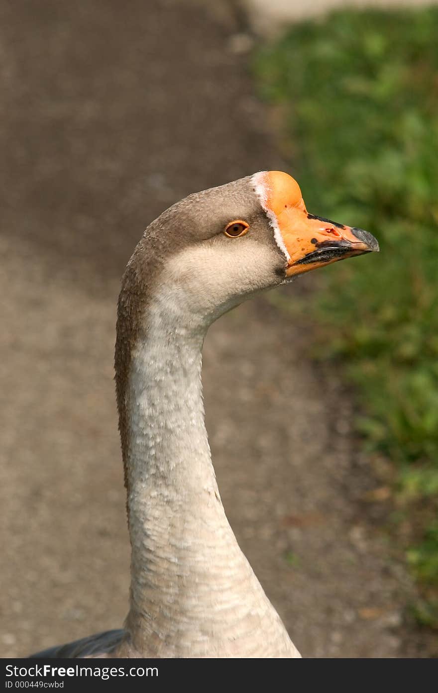 Domestic goose - gander s profile