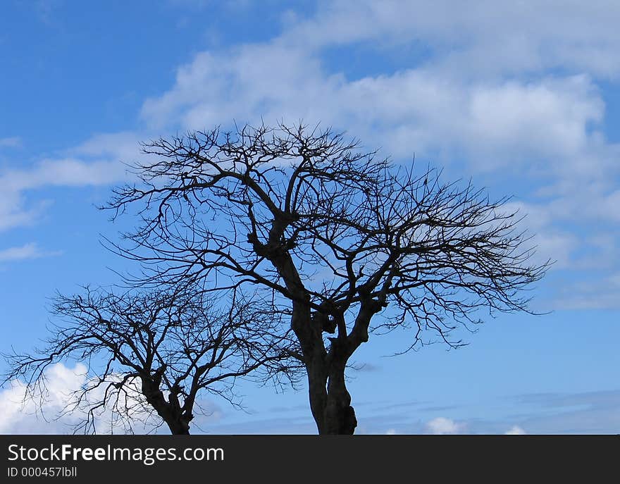 Twin trees in a phase where leaves are shed as if dead. Trees against sky/clouds. Twin trees in a phase where leaves are shed as if dead. Trees against sky/clouds