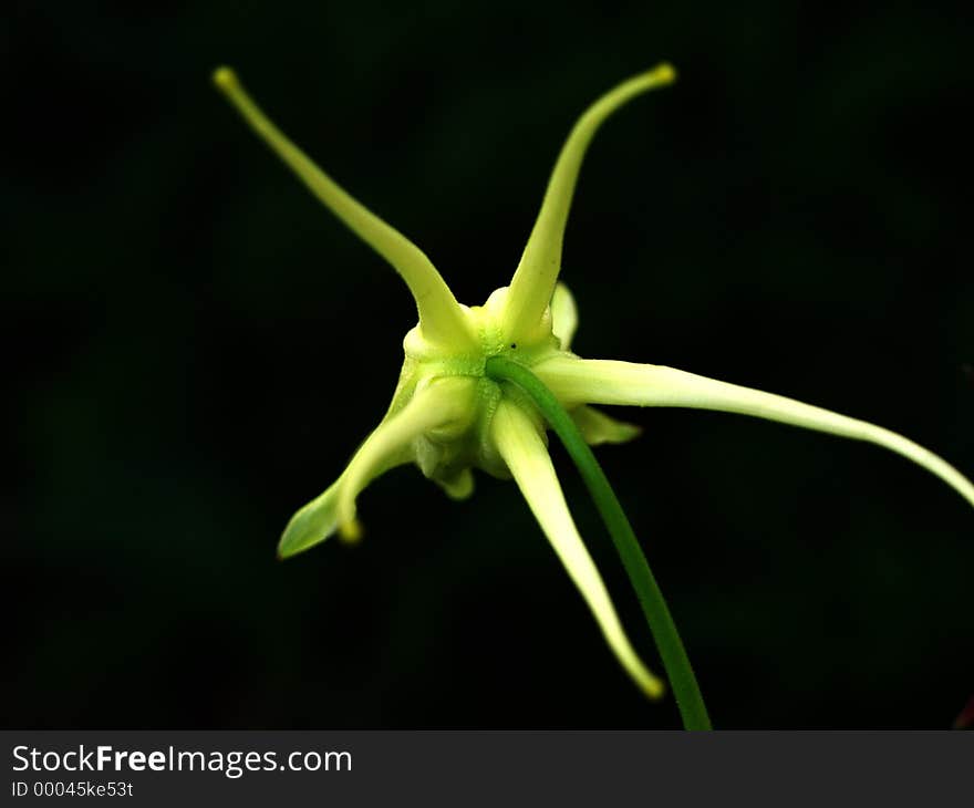 Columbine flower from the rear. Columbine flower from the rear