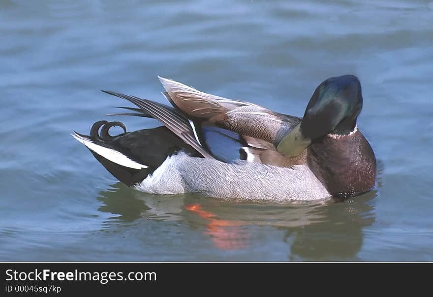 Mallard preening itself.