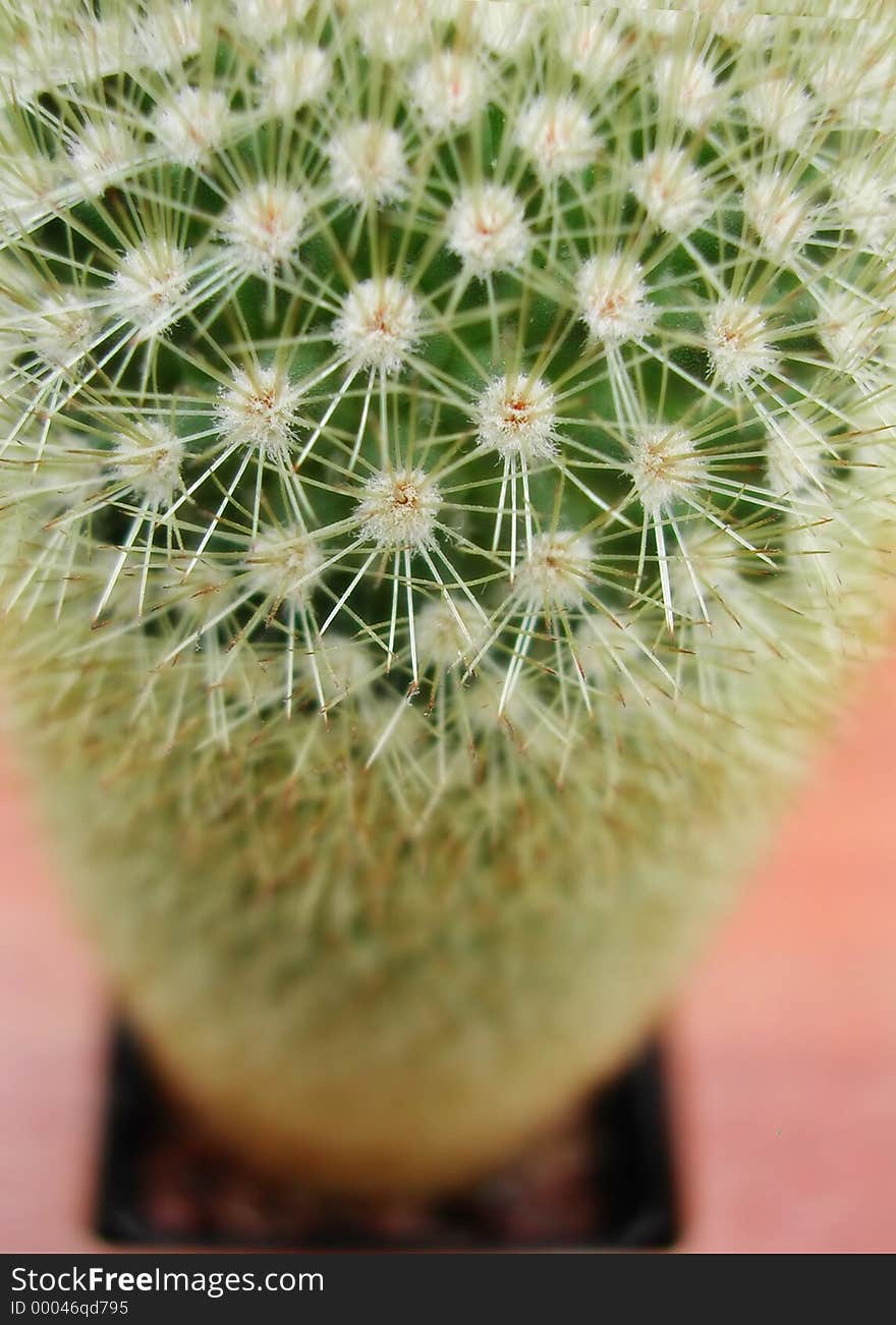 Top Down of a Cactus