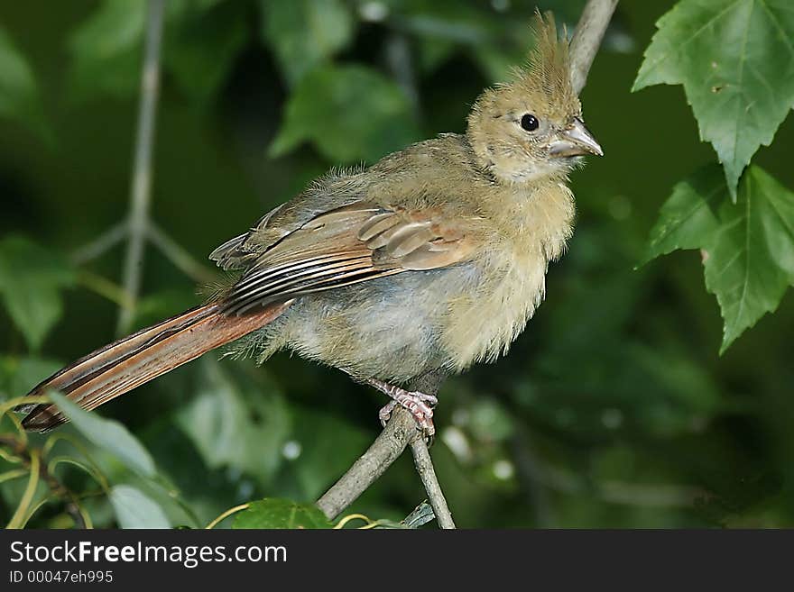 Baby cardinal sitting on a branch