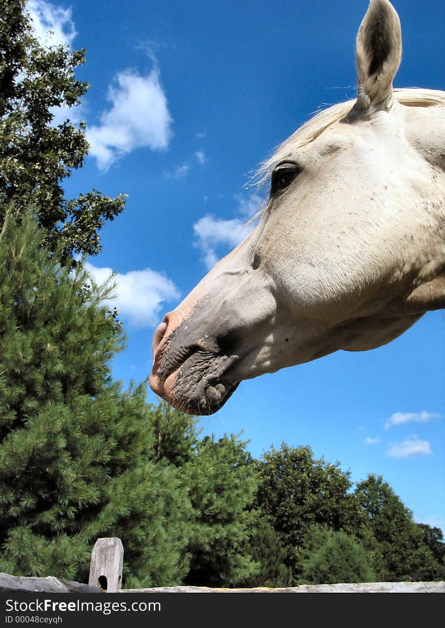 This is a picture of an Arabian stallion. This is a picture of an Arabian stallion.