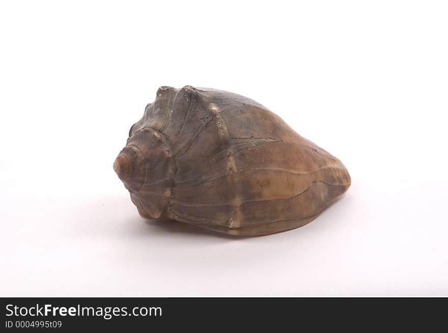 A large brown Welk shell from the North Carolina shores of the Outer Banks. A large brown Welk shell from the North Carolina shores of the Outer Banks.