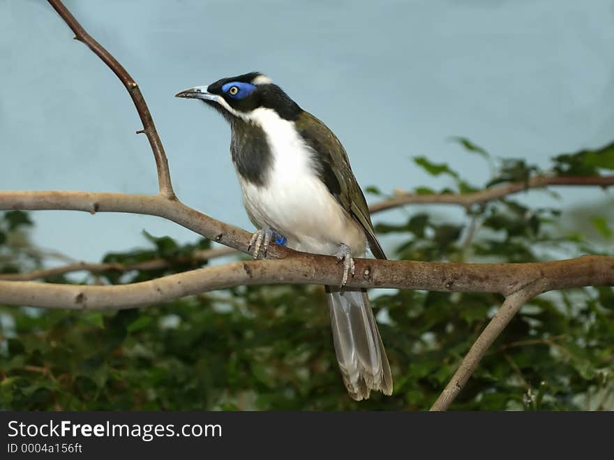 A blue-faced honeyeater sitting on a branch.