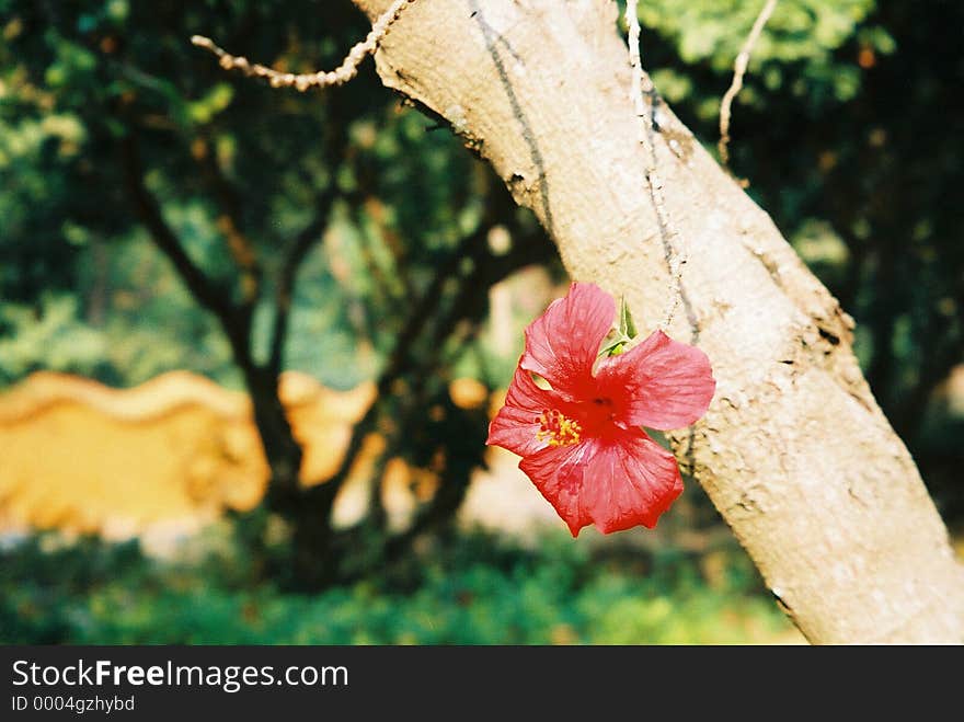 Red flower stretched down