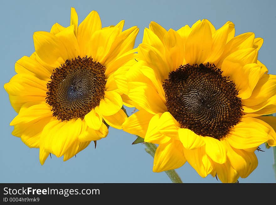 Two sun flowers on blue sky. Two sun flowers on blue sky