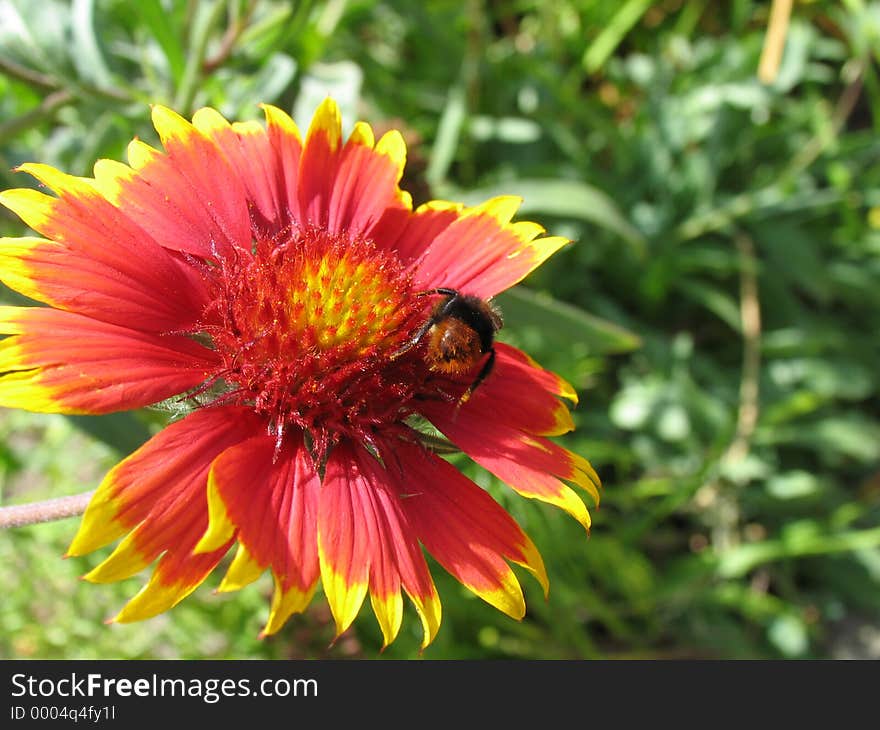 Bumblebee on blanket flower