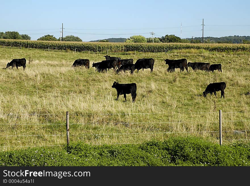 Photo of Cattle in Field.