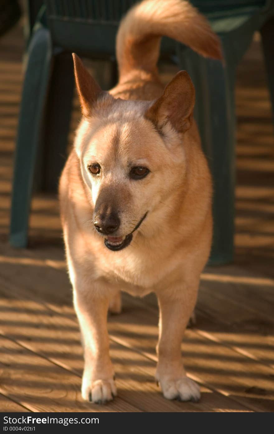 Mixed breed dog standing on a porch in filtered sunlight. Mixed breed dog standing on a porch in filtered sunlight