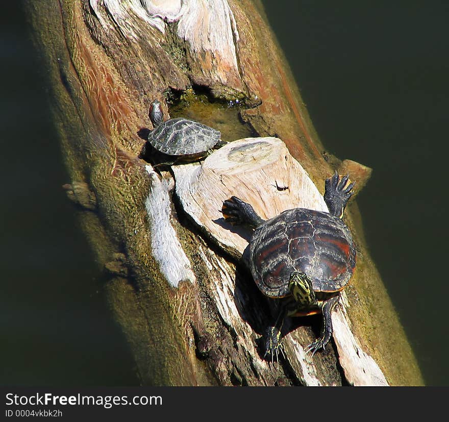 Two turtles, one is a baby and the other is stretching.