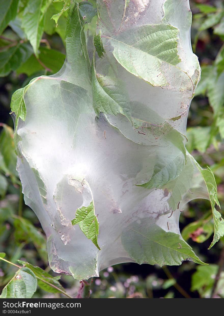 Western tent caterpillars tent caterpillars hatch from their eggs in the early spring at the time the leaves of their host trees are just unfolding. Western tent caterpillars tent caterpillars hatch from their eggs in the early spring at the time the leaves of their host trees are just unfolding