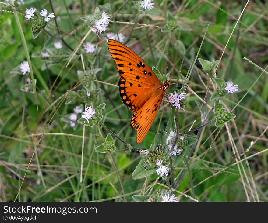 Butterfly in the Meadow