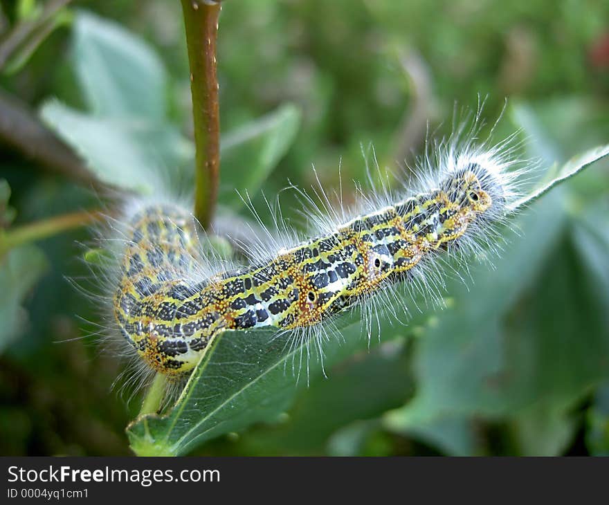 Hairy Caterpillar