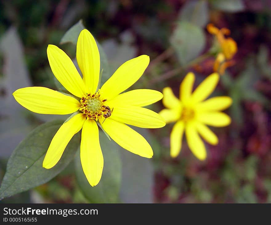 Wild sun flower blossoms. Wild sun flower blossoms