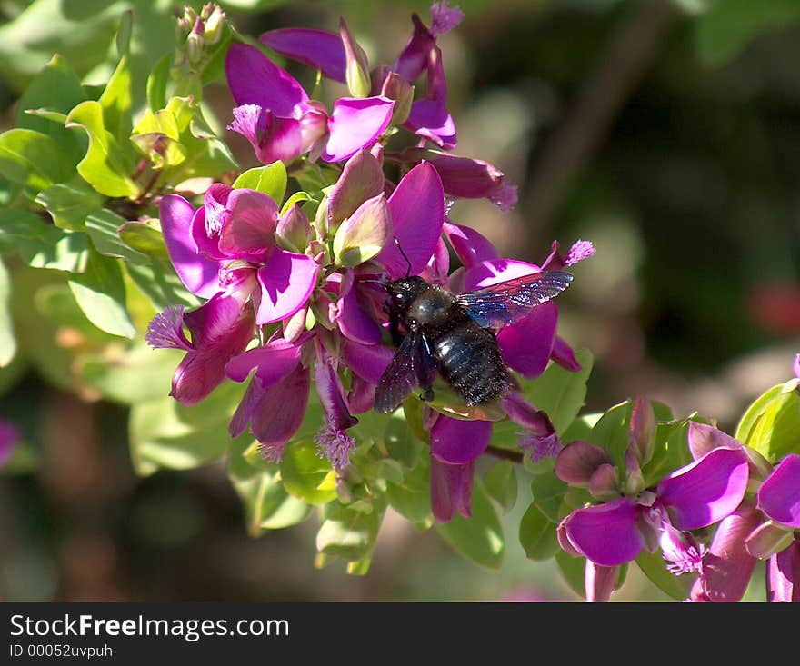 Black bee on pink flowers