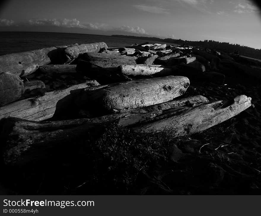 Esquaimalt lagoon driftwood