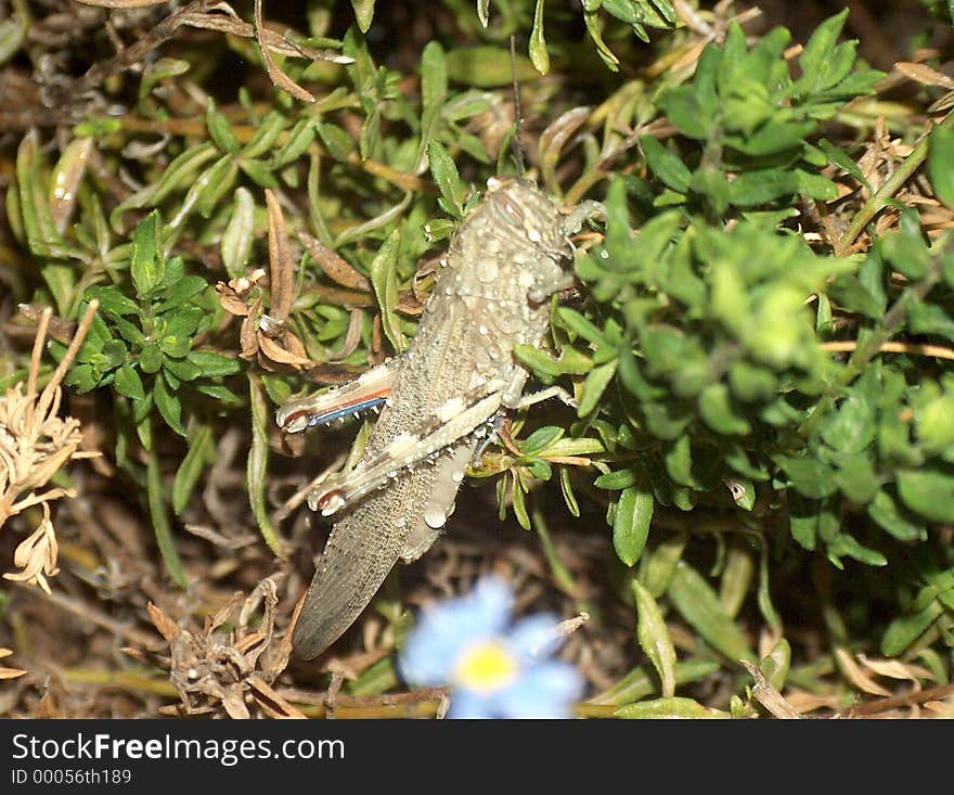 A giant grasshopper - having just been watered! (Sprinkler system)