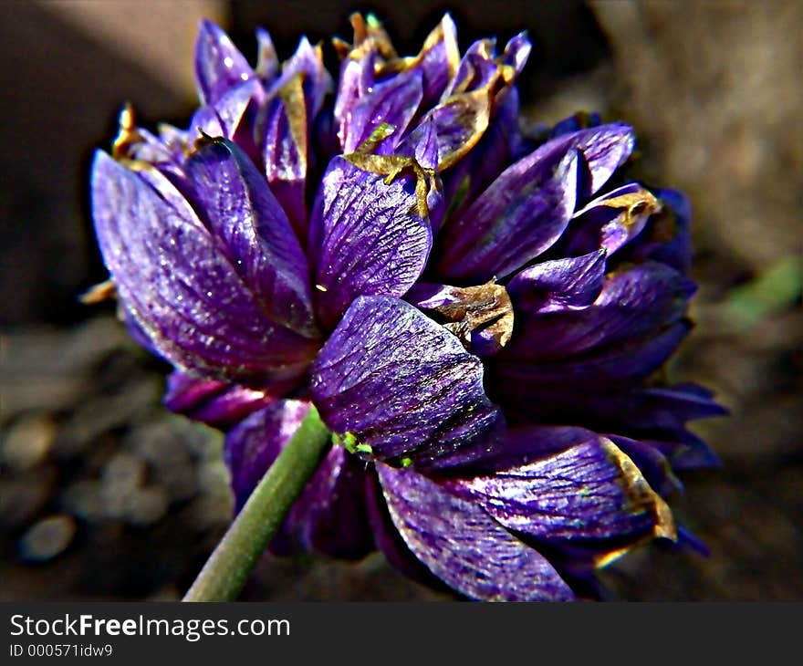 A dying purple flower. A dying purple flower