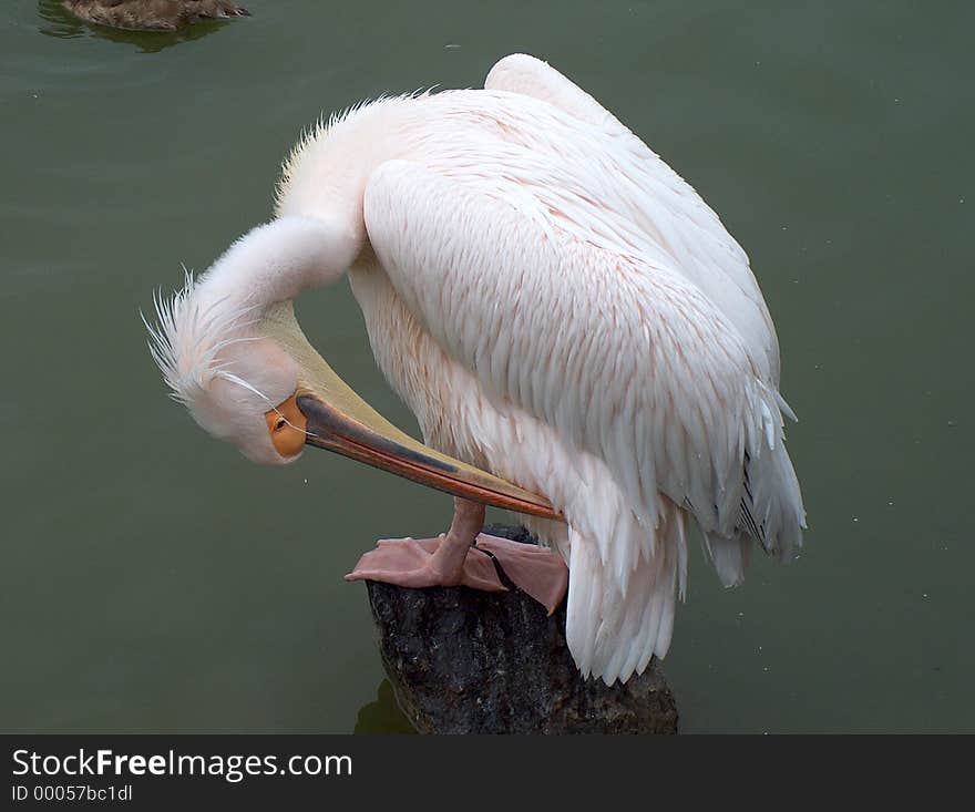 A pelican grooming