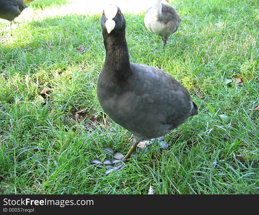 Gallinule