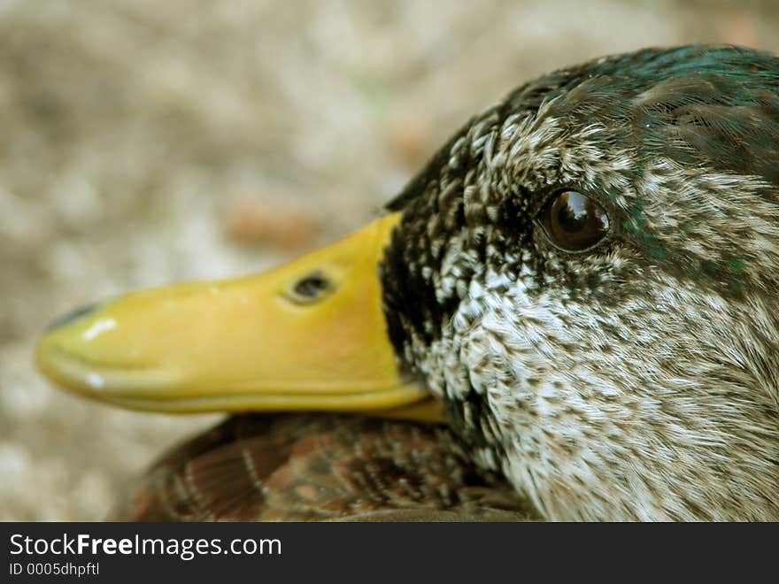 Profile of duck looking in the distance (focus is on the eye). Profile of duck looking in the distance (focus is on the eye)