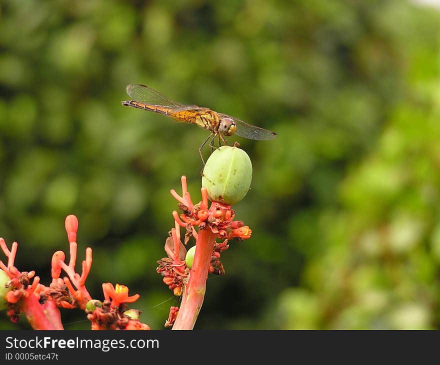 Dragonfly perched on plant