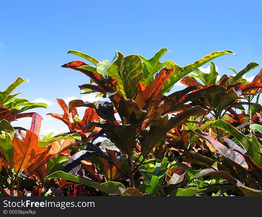 Colorful Leaves