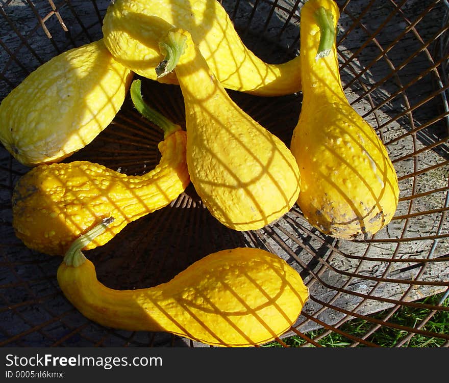 pumpkins in a basket