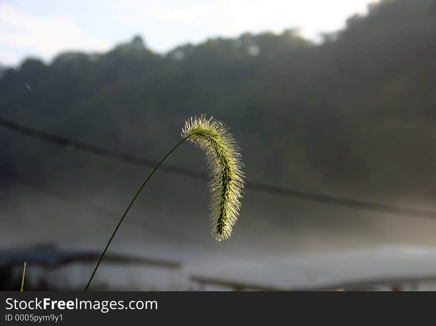 A seed head of some grass growing beside Lake Taneycomo early one morning when the lake surface was covered with thick mist. A seed head of some grass growing beside Lake Taneycomo early one morning when the lake surface was covered with thick mist.