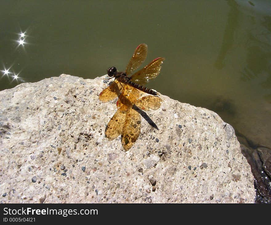 Picture of a Dragon Fly basking in the sun after a meal.