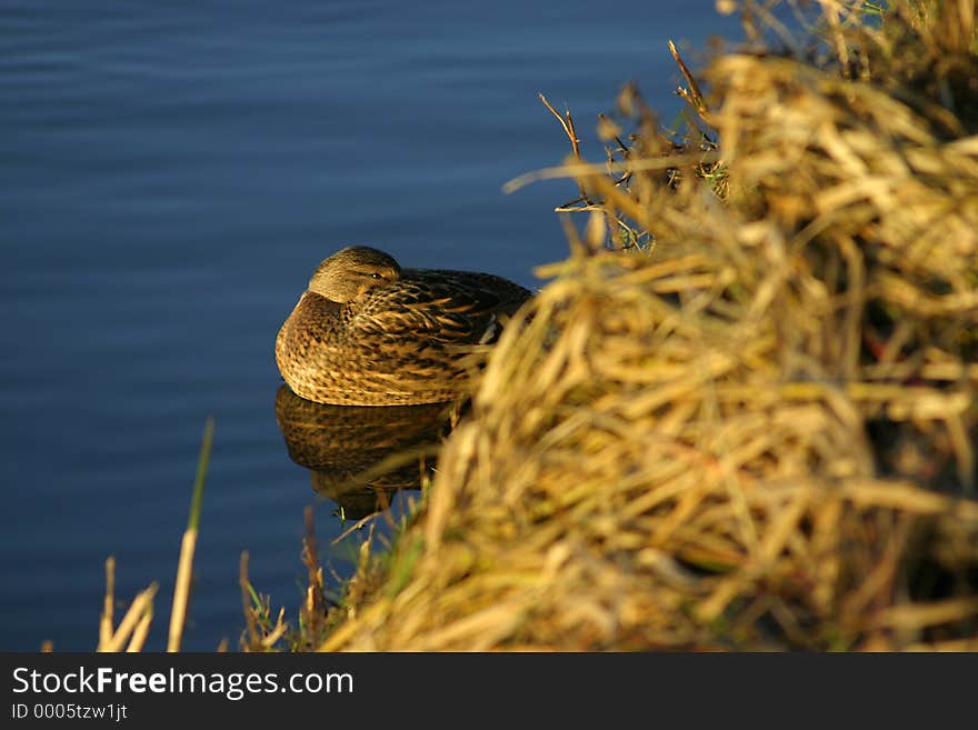 FV Duck in water