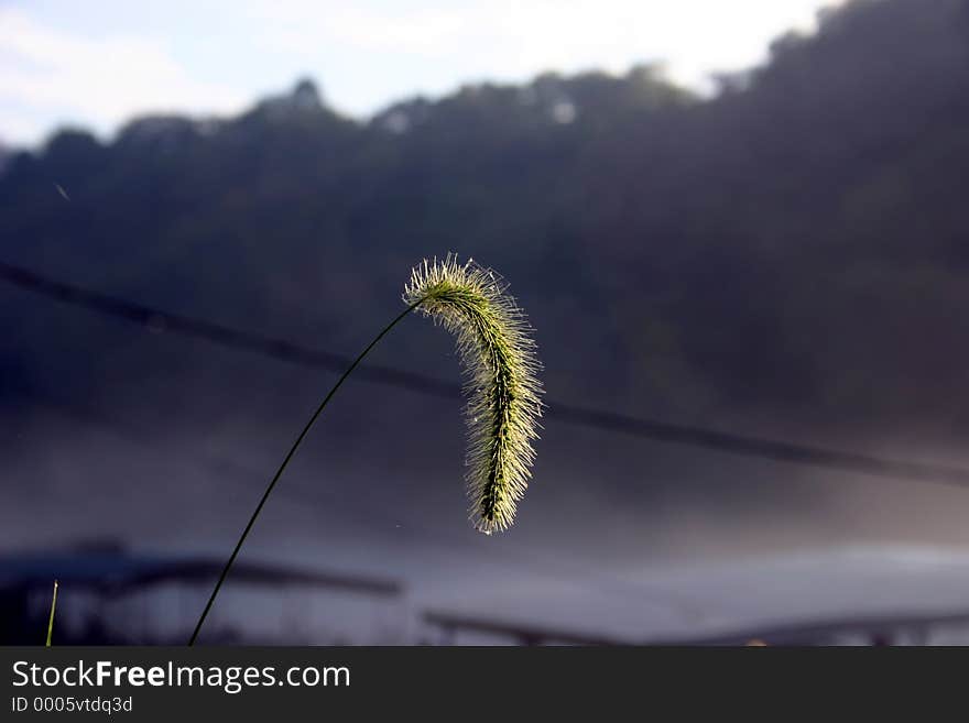 An interesting shot of a seed head catching the early morning sun with mist covered Lake Taneycomo in the background. This is a different color set up from my other file of the same name. An interesting shot of a seed head catching the early morning sun with mist covered Lake Taneycomo in the background. This is a different color set up from my other file of the same name.