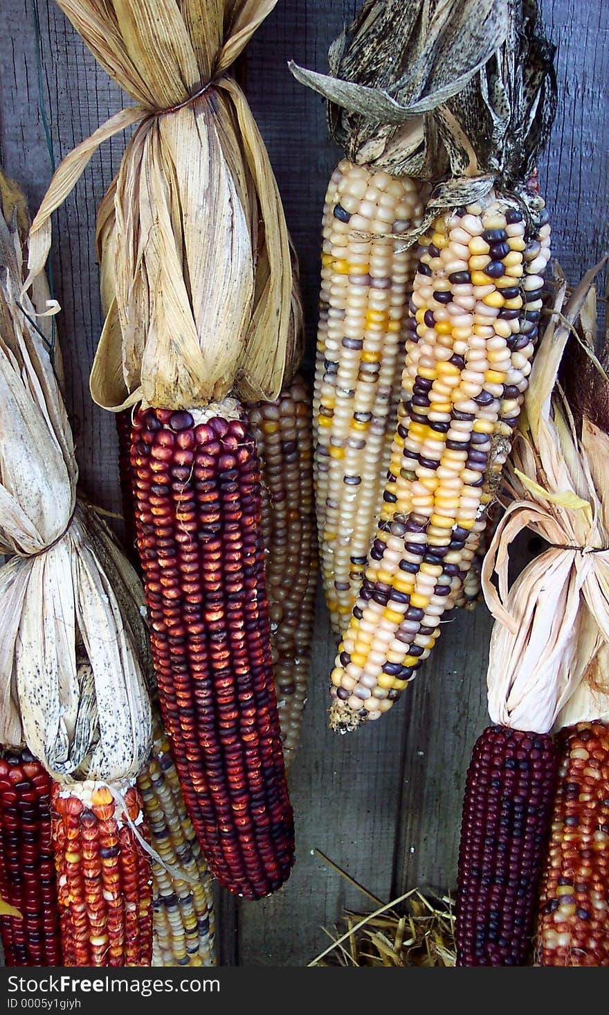 Photo of decorative corn at a roadside market. Photo of decorative corn at a roadside market.