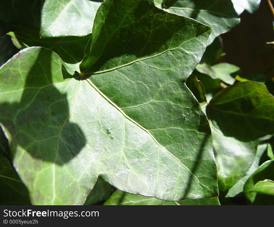 closeup of an ivy leaf among others