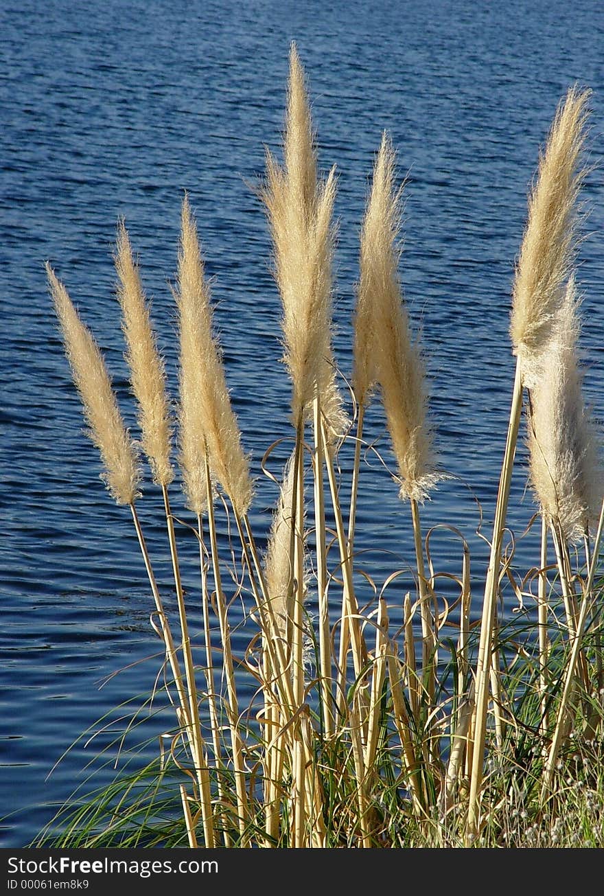 Coast of a blue lake