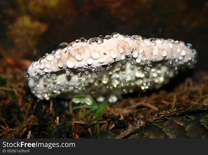 Wet mushroom with fresh water drops.