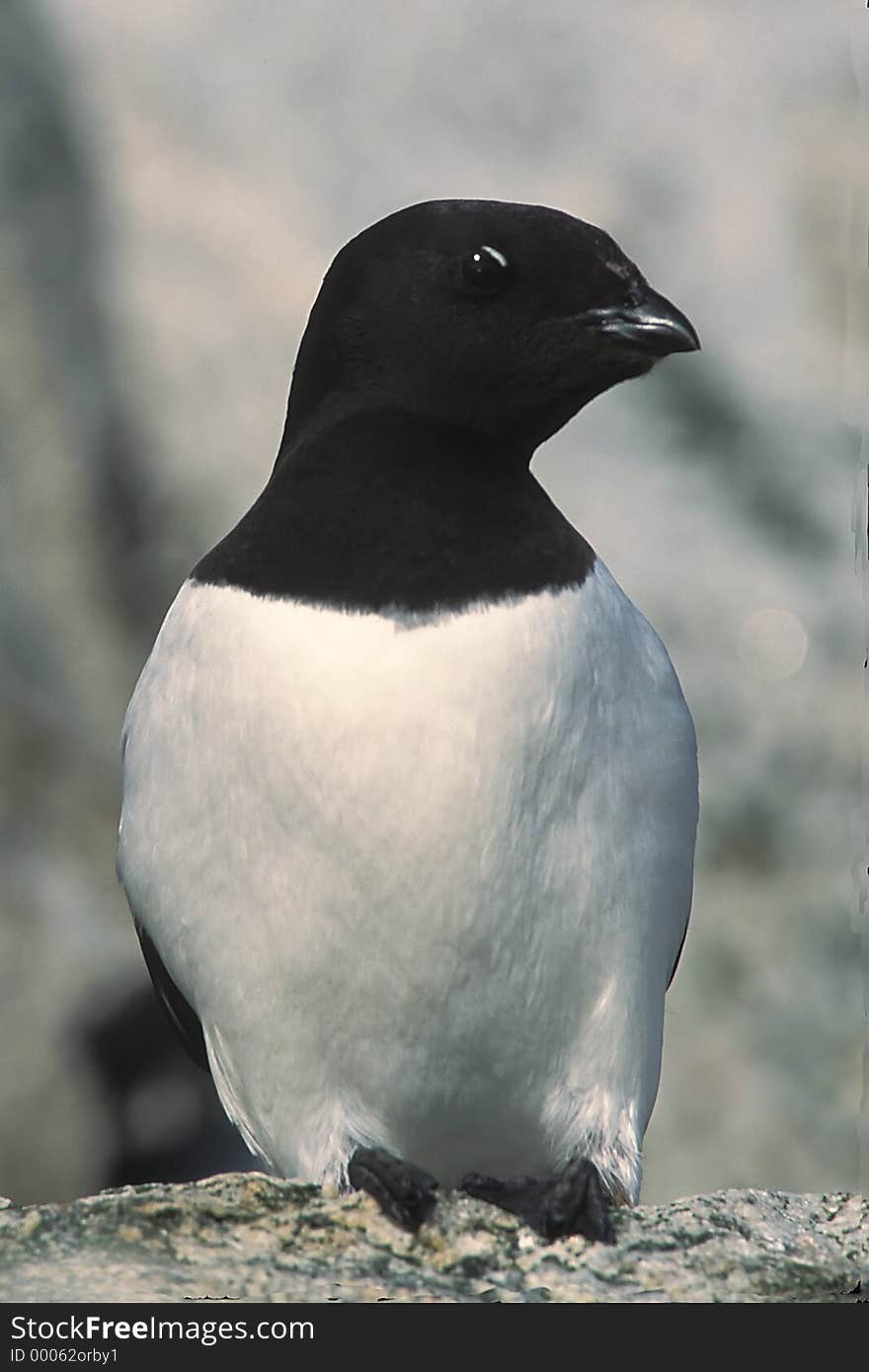 A dovekie or little awk sits on a rock.