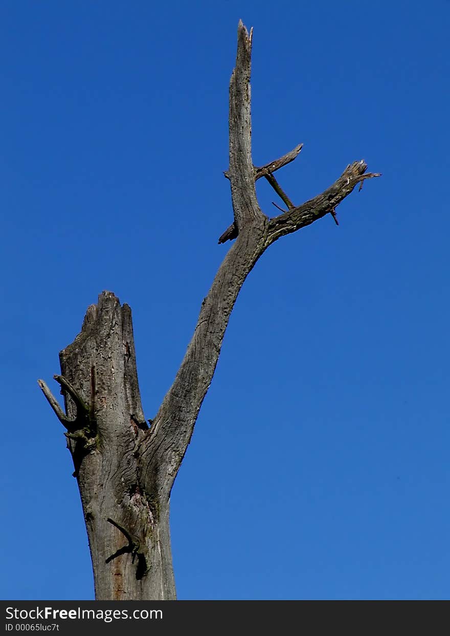 Dead tree