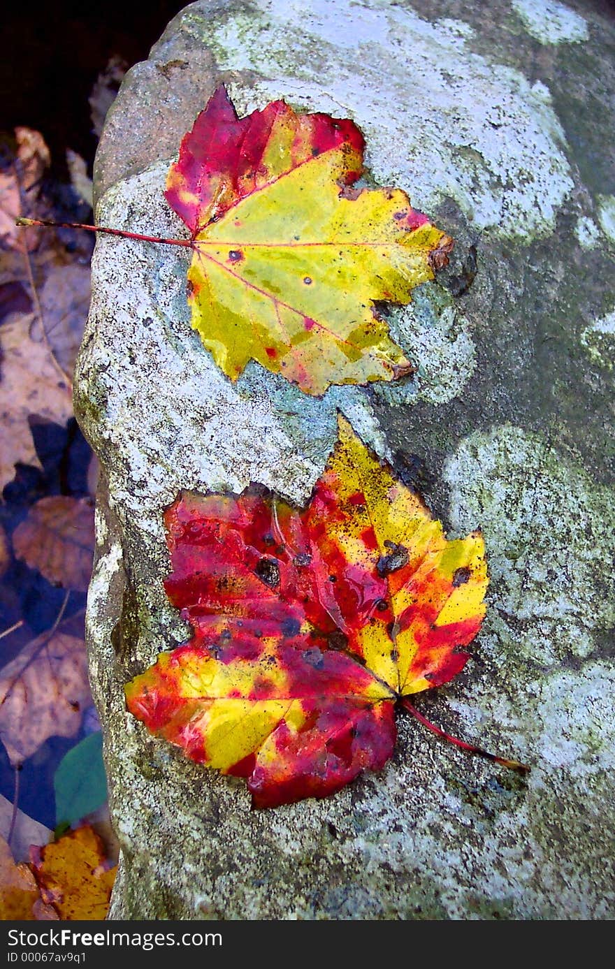 Maple Leaf Pair