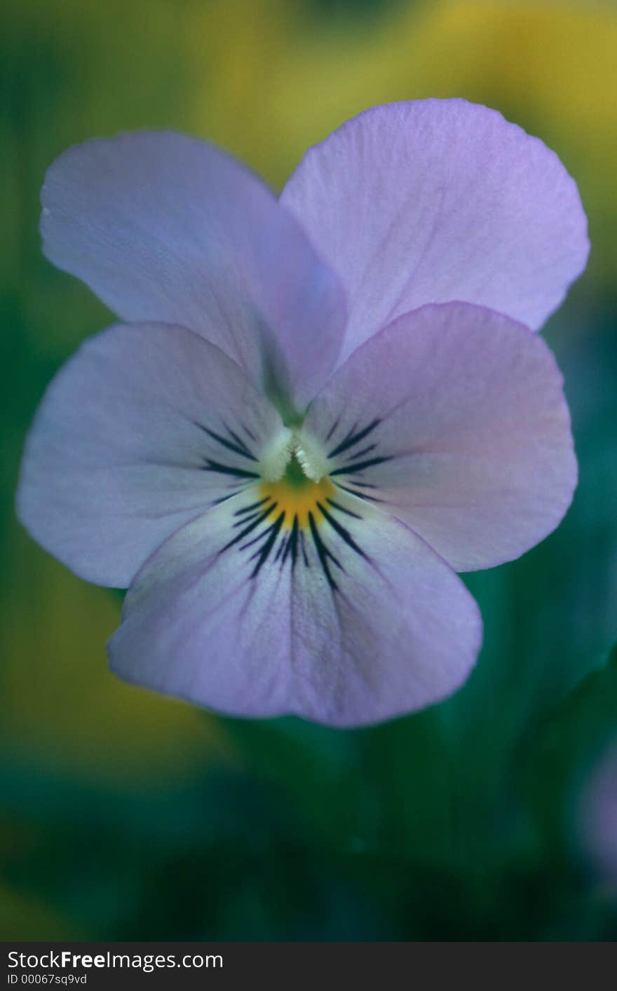 Blue pansy with blurred background, soft focus.