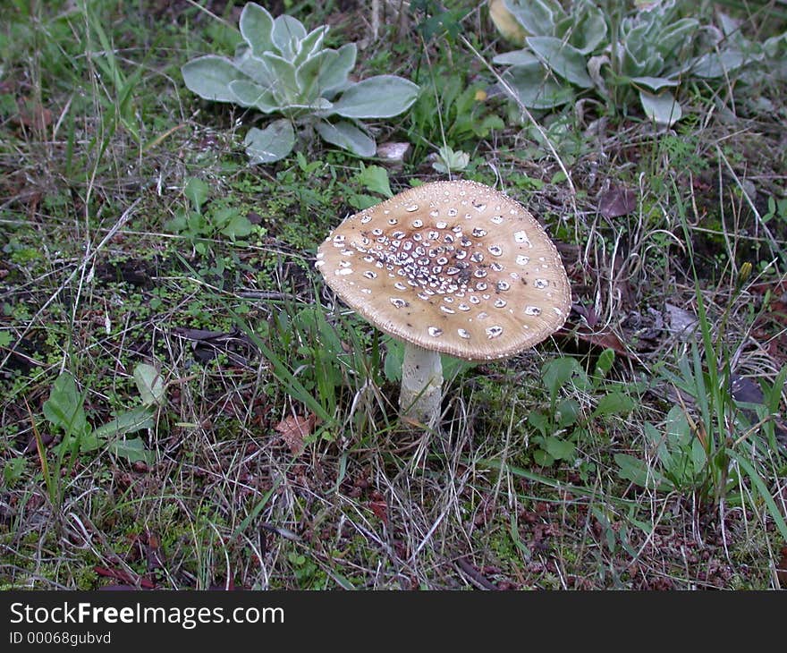 Wild Mushroom