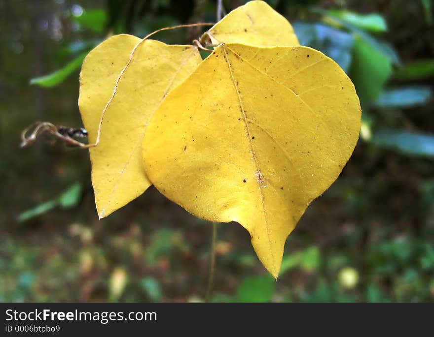 Yellow fall leaves