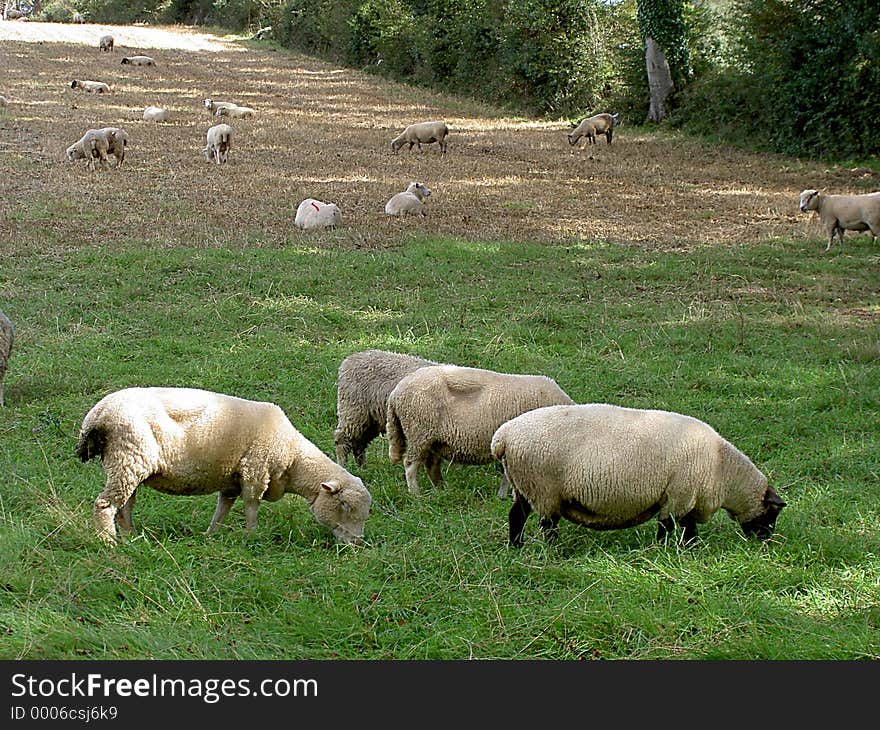 Grazing Sheep