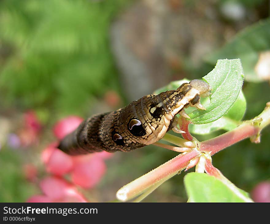 Elephant Hawkmoth Caterpillar