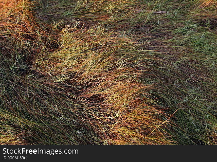 Sea grass at low tide in early morning light