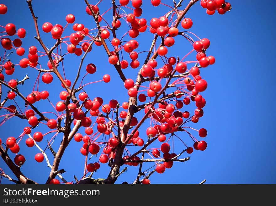 A large grouping of red berries photographed against a vibrant Blue sky. A large grouping of red berries photographed against a vibrant Blue sky.