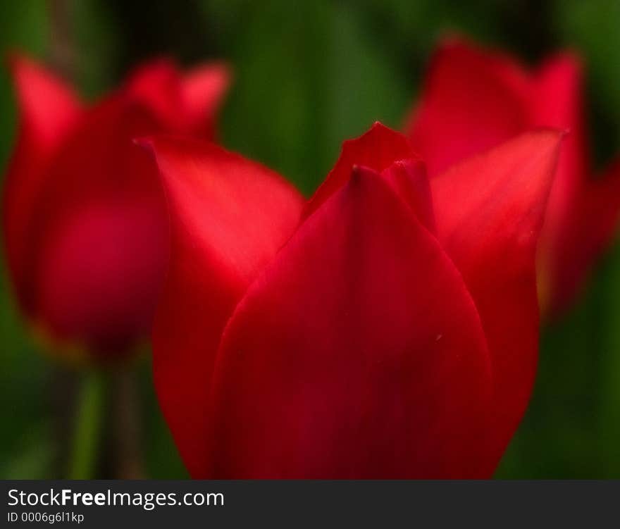 Three red dreamy tulips