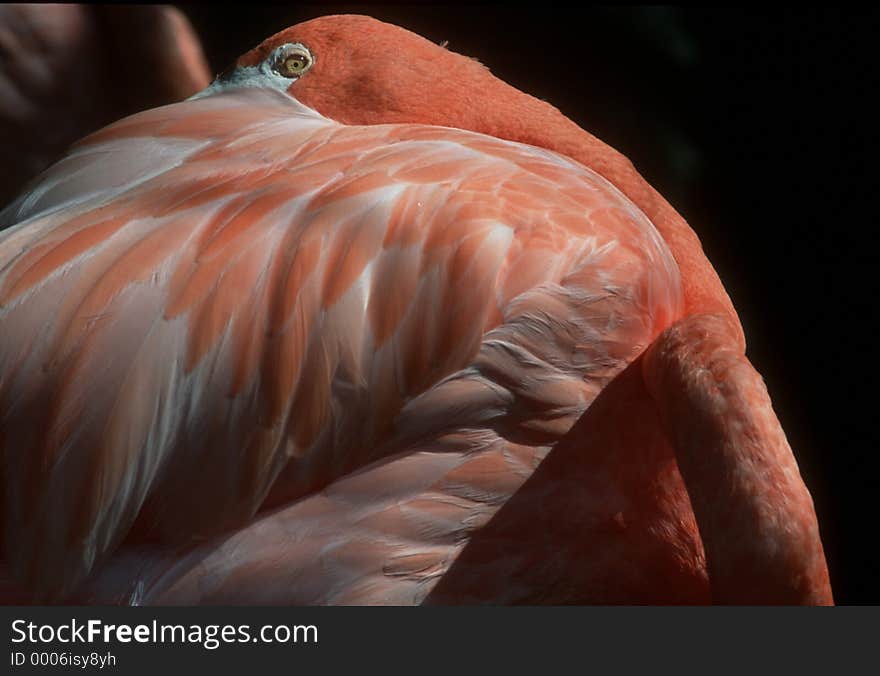 Flamingo eye